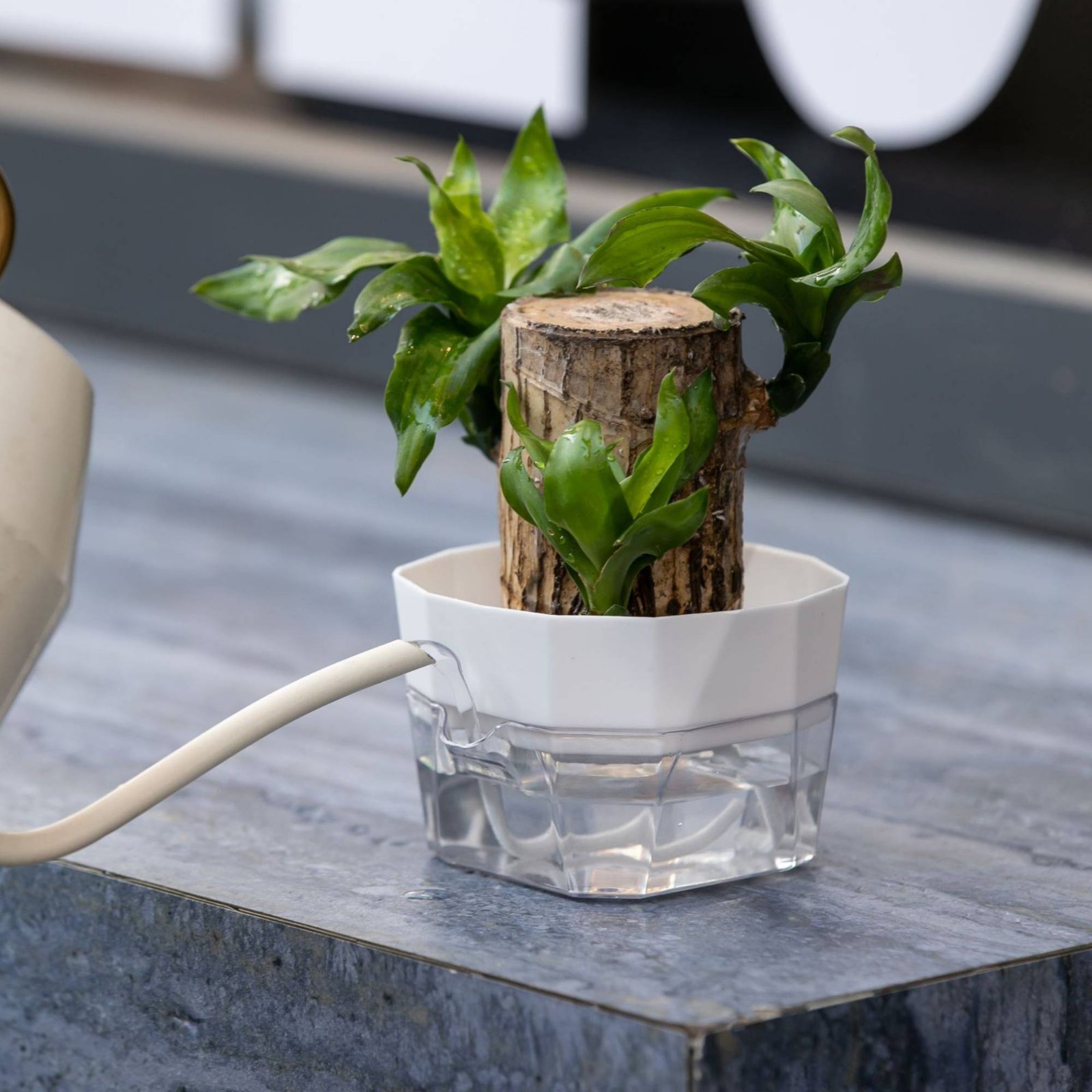 แจกันปลูกพืชแบบไฮโดรโปนิกส์ 2  - Automatic Watering บทวิจารณ์และราคา