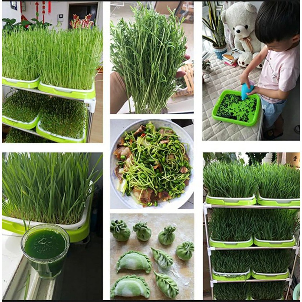 Microgreens Sprouter ถาด Hydro - Hydroponic Grow Pod บทวิจารณ์และราคา
